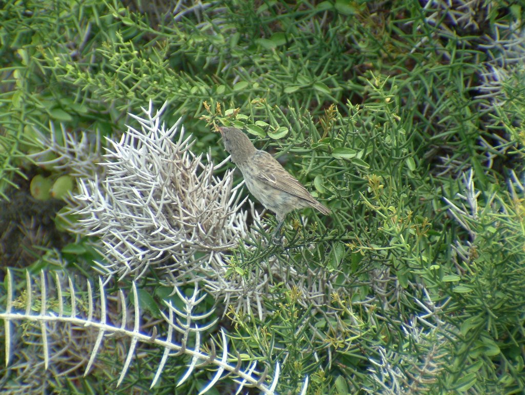 08-Galápagos Finch, but which.jpg - Galápagos Finch, but which